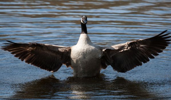 Canadian Goose flapping wings in the water in soft focus