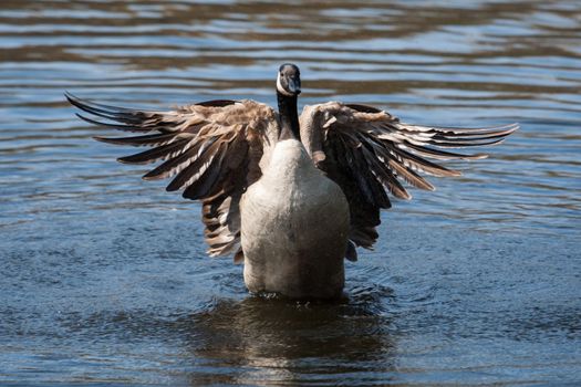 Canadian Goose flapping wings in the water in soft focus