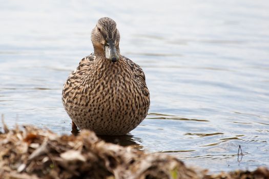 Female Mallard standing in the Grass sunning itself