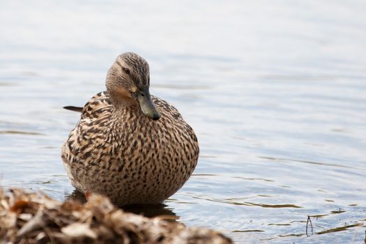 Female Mallard standing in the Grass sunning itself