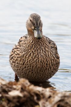 Female Mallard standing in the Grass sunning itself