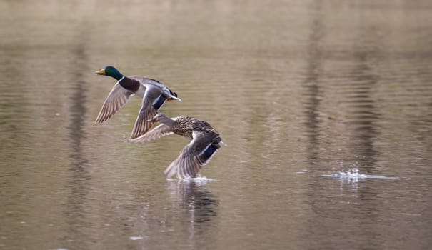 Male and Female Mallards in flight above lake