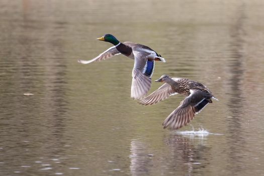 Male and Female Mallards in flight above lake