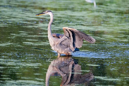 Great Blue Heron fishing in a pond