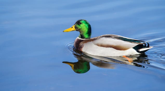 Male Mallard Swimming slowly in a local pond in soft focus