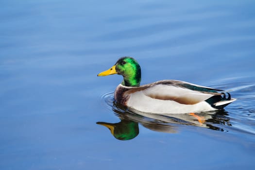 Male Mallard Swimming slowly in a local pond in soft focus