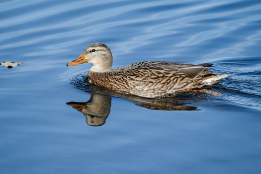 Female Mallard Swimming around her hunting area