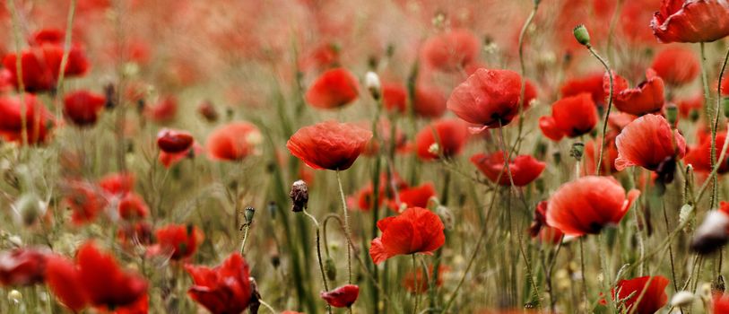 Red poppies blooming in the wild meadow