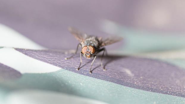 A close up shot of a medium sized common house fly