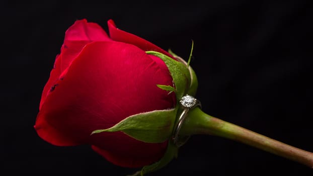 The perfect Valentine's Day gift, an engagement ring on a red rose