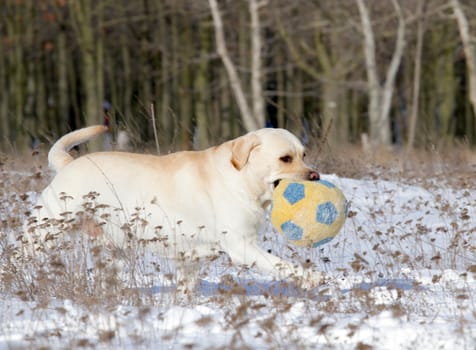 yellow labrador in the snow in winter running with a ball