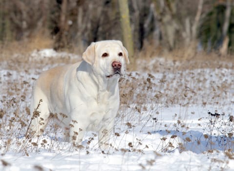 yellow labrador in the snow in winter