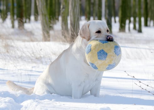 yellow labrador in the snow in winter portrait with a ball