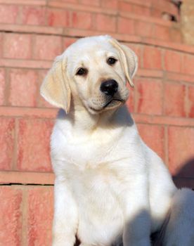 happy yellow labrador puppy portrait close up