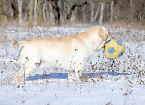 yellow labrador in the snow in winter with a ball