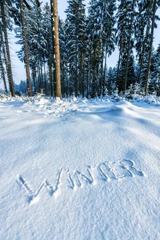 Forest with the word winter written in snow