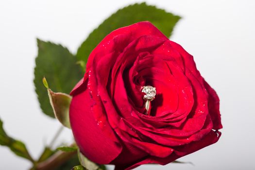 The perfect Valentine's Day gift, an engagement ring on a red rose