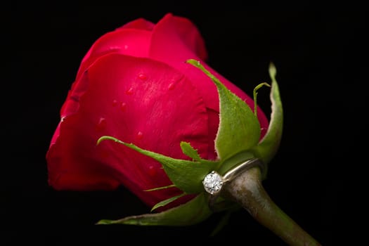 The perfect Valentine's Day gift, an engagement ring on a red rose