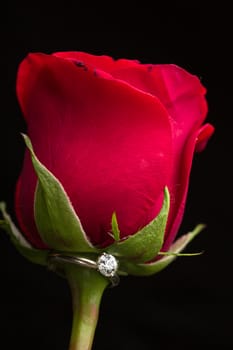 The perfect Valentine's Day gift, an engagement ring on a red rose