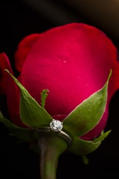 The perfect Valentine's Day gift, an engagement ring on a red rose