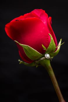 The perfect Valentine's Day gift, an engagement ring on a red rose