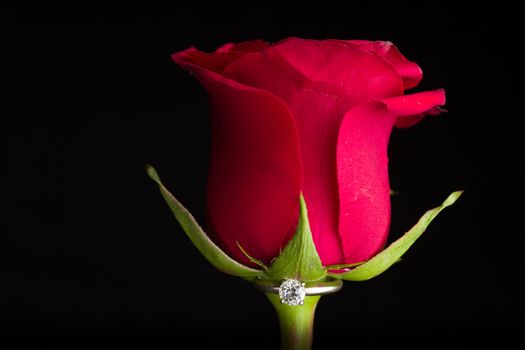 The perfect Valentine's Day gift, an engagement ring on a red rose