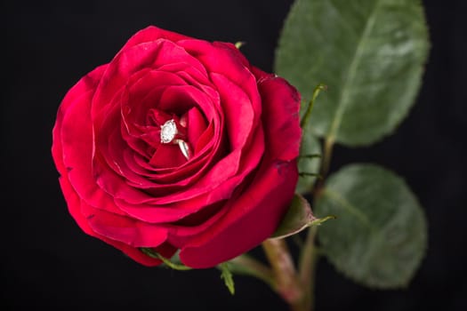 The perfect Valentine's Day gift, an engagement ring on a red rose