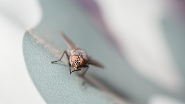 A close up shot of a medium sized common house fly