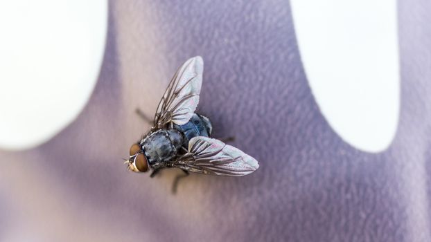 A close up shot of a medium sized common house fly