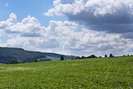 Soybean Field in sunny day