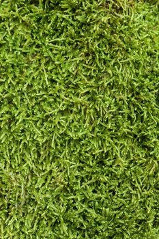 Texture of green moss