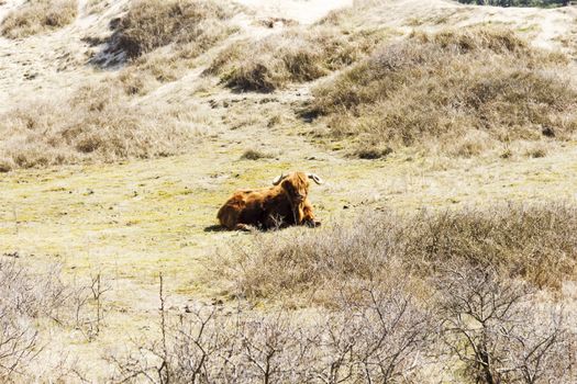 Cattle scottish Highlanders, Zuid Kennemerland, Netherlands