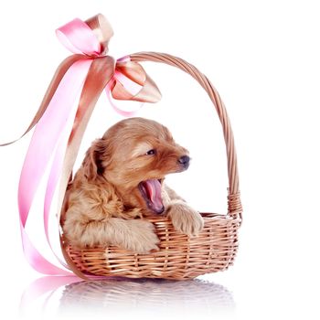 Puppy in a wattled basket with a bow. Puppy of a decorative doggie. Yawning puppy in a basket with a bow. Decorative dog. Puppy of the Petersburg orchid on a white background