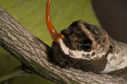 The mature caterpillar resembles bird droppings to deter predators, and if that doesn't work they use their red osmeterium.These are 'horns' which they can display and then retract. The coloration is dingy brown and or olive with white patches and small patches of purple. Citrus fruit farmers often call the caterpillars orange dogs or orange puppies because of the devastation they can cause on their crops.