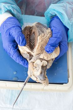 Closeup of the gloved hands of an anatomy student holding a dissected sheep heart with an opening into the ventricle