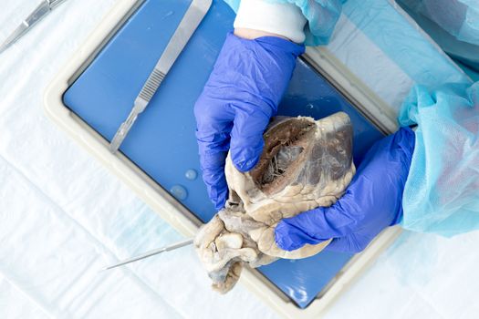 Dissecting a sheep heart during anatomy classes at medical school, overhead closeup view of gloved hands holding the organ opening one of the ventricles