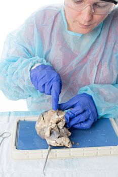 Closeup of an attractive female anatomy student wearing gloves, goggles and protective clothing dissecting the heart of a sheep during classes for her medical degree