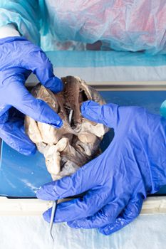 Student in medical school dissecting a heart of a sheep to study the internal structure and physiology of the tissues