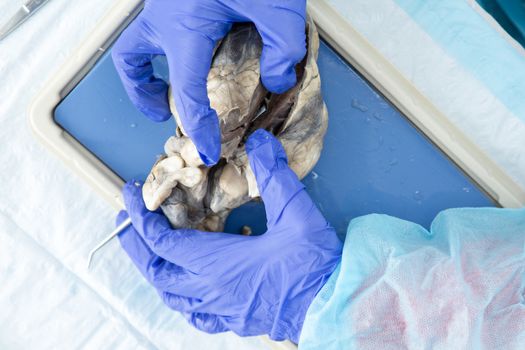 Closeup view of the hands of an anatomy student studying a preserved sheep heart examining the structure and physiology of the organ