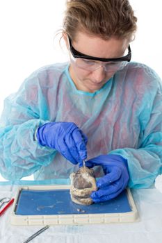 Attractive young female medical student studying a sheep heart in anatomy class dissecting it with a scalpel so that she can analyse the physiology