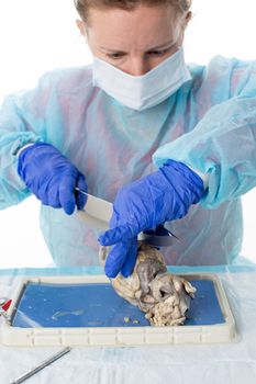Young female medical student wearing protective clothing bisecting a sheep heart with a blade so that she can study the structure of the cross section