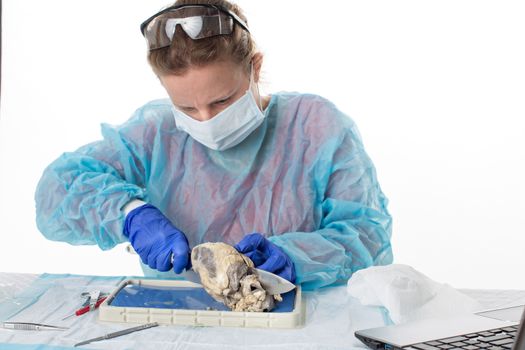 Female medical student in anatomy class sitting at a bench in the laboratory in protective clothing and a mask dissecting a sheep heart