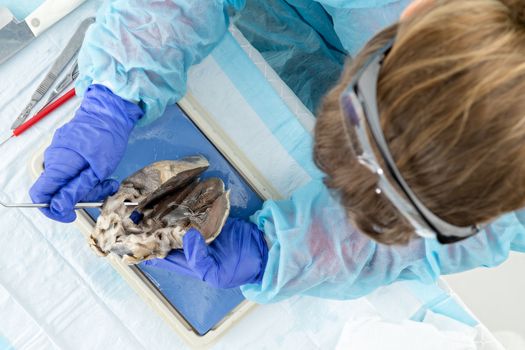 Medical student examining a sheep heart during anatomy classes at university , overhead view of her using a metal probe to look at the internal structure