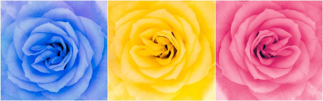 Detail of three multicolor roses flowers in blossom