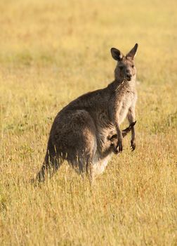 Wild Australian female kangaroo (eastern gray kangaroo - Macropus giganteus) with a joey in pouch
