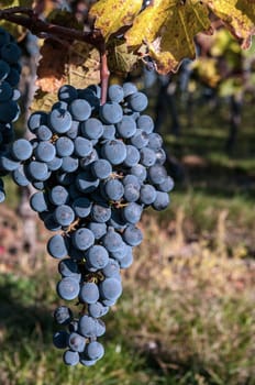 Single Grape cluster on the vine 