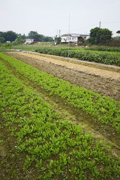 Cultivated land in a rural 
