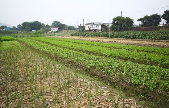 Cultivated land in a rural 