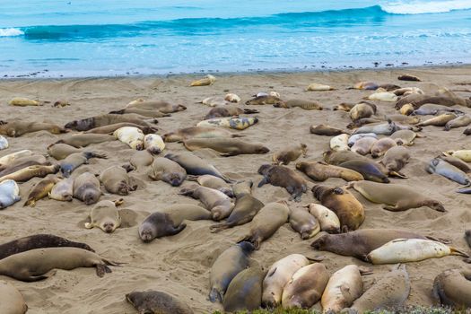 California Elephant Seals in Piedras Blancas point in South Big Sur inn Pacific Highway 1