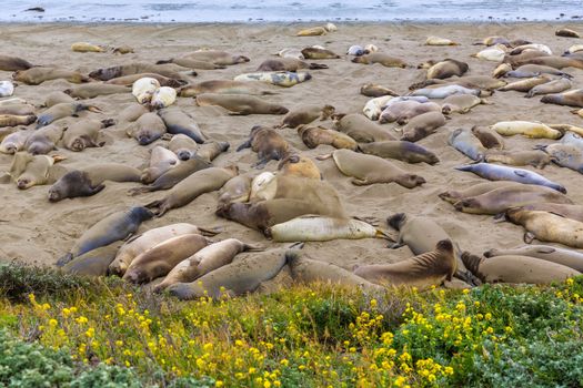 California Elephant Seals in Piedras Blancas point in South Big Sur inn Pacific Highway 1